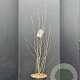 Amelanchier ovalis 125-150 cm 15L