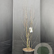 Amelanchier ovalis 125-150 cm 15L