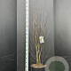 Amelanchier ovalis 125-150 cm 15L