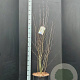 Amelanchier ovalis 125-150 cm 15L