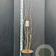 Amelanchier ovalis 150-175 cm 20L