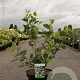 Aronia prunifolia 'Viking' 80-100 cm 10L