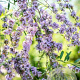 Buddleja alternifolia 60-80 cm 5,0L