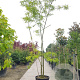 Gleditsia triacanthos inermis 450-500 cm container meerstammig