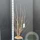 Calycanthus floridus 100-125 cm 10L