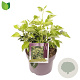 Hedera hel. 'Arborescens' 30-40 cm 5,0L