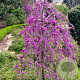 Cercis can. Lavender Twist 150-175 cm 20L