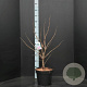 Cercis chinensis 'Avondale' 60-80 cm 10L