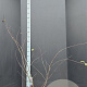 Cercis siliquastrum 100-125 cm 15L