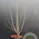 Chimonanthus praecox 60-80 cm 7,5L