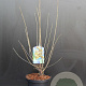 Chimonanthus praecox 60-80 cm 7,5L