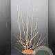 Chimonanthus praecox 80-100 cm 10L