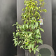 Chimonanthus praecox 125-150 cm 15L
