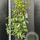 Chimonanthus praecox 125-150 cm 15L