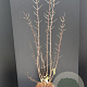 Chionanthus virginicus 80-100 cm 10L