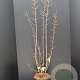 Chionanthus virginicus 80-100 cm 10L