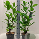 Prunus I. 'Rotundifolia' 40-60 cm 2,0L