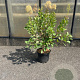 Cotinus coggygria 60-80 cm 7,5L