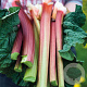 Rheum rhab. 'Poulton's Pride' GM  P11