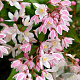 Deutzia Yuki Cherry Blossom 50-60 cm 7,5L