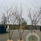 Gleditsia triac. 'Sunburst' 300-350 cm draadkluit meerstammig