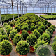 Taxus baccata 25-30 cm container bol