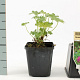 Geranium macrorrhizum GM P9