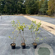 Amelanchier lamarckii 60-80 cm 5,0L