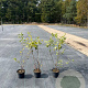 Amelanchier lamarckii 60-80 cm 5,0L