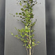 Fagus syl. 'Dawyck Purple' 175-200 cm 12L