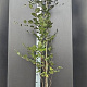 Fagus syl. 'Dawyck Purple' 175-200 cm 12L