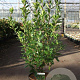 Arbutus unedo 60-80 cm 10L
