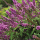 Buddleja Free Petite Tutti Fruitti 30-40 cm 2,5L