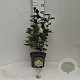 Camellia j. 'Brushfield's Yellow' 60-80 cm 5,0L