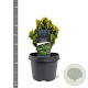 Chamaecyparis o. 'Nana Aurea' 20-25 cm 3,0L