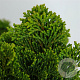 Chamaecyparis o. 'Nana Gracilis' 25-30 cm 5,0L