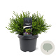 Chamaecyparis o. 'Pygmaea' 25-30 cm 3,5L