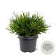 Chamaecyparis o. 'Pygmaea' 25-30 cm 3,5L