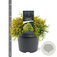 Chamaecyparis p. 'Filifera Aurea' 25-30 cm 3,5L