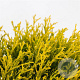 Chamaecyparis p. 'Filifera Aurea' 25-30 cm 3,5L