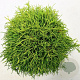 Chamaecyparis p. 'Sungold' 30-40 cm 5,0L