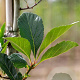 Crataegus lavalleei 'Carrierei' 8-10 HO wortelgoed