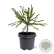 Cryptomeria j. 'Dacrydioides' 30-40 cm 5,0L