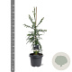 Cryptomeria j. 'Kyara Gold' 60-80 cm 5,0L