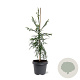 Cryptomeria j. 'Kyara Gold' 60-80 cm 5,0L