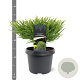 Cryptomeria j. 'Little Champion' 25-30 cm 3,5L
