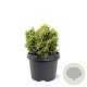 Cryptomeria j. 'Twinkle Toes' 20-25 cm 3,0L