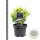 Cryptomeria j. 'Vilmorin Gold' 20-25 cm 3,0L