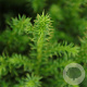 Cryptomeria j. 'Vilmoriniana' 20-25 cm 3,0L