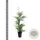 Cupressocyparis leylandii 80-100 cm 4,0L